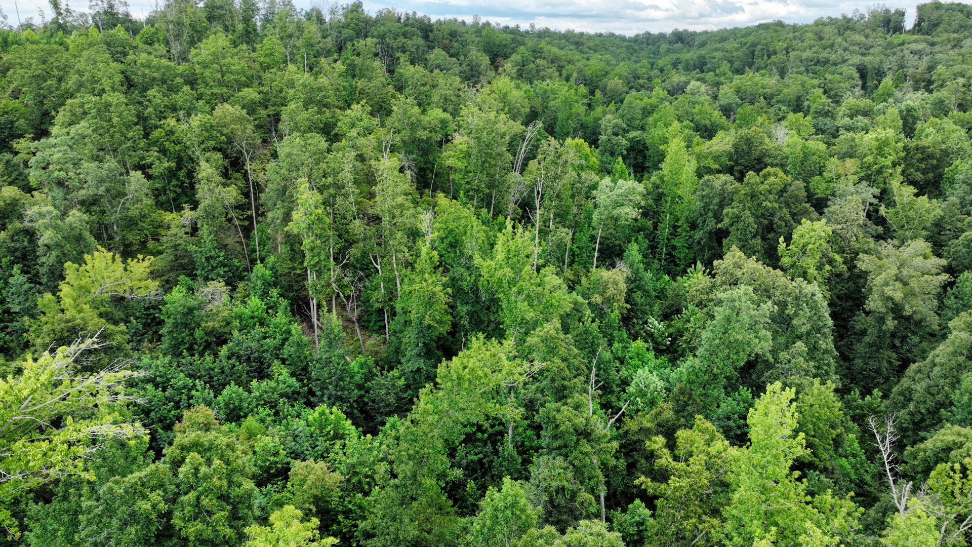 57 Ridge Top Road Stewart, TN 37175 - Photo 14 of 19 Gallery Image 14