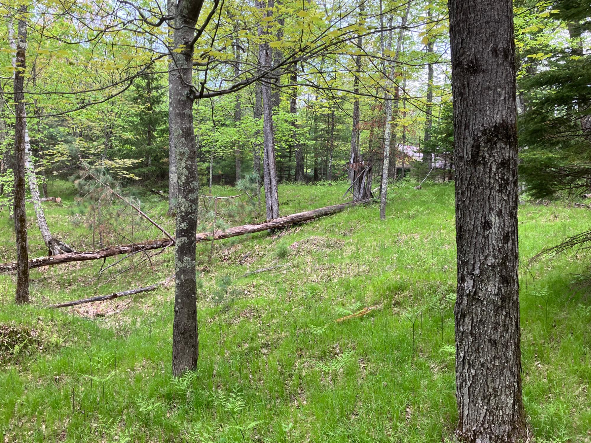 On Thoroughfare Road Minocqua, WI 54548 - Photo 6 of 7 Gallery Image 6