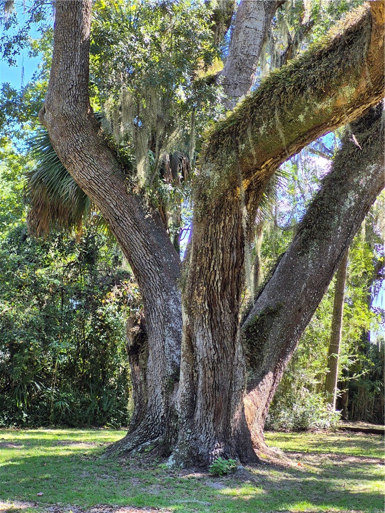 1156 Snows Lane Darien, GA 31305 - Photo 63 of 66 One of several Live Oaks
on the 7.1 ac.property