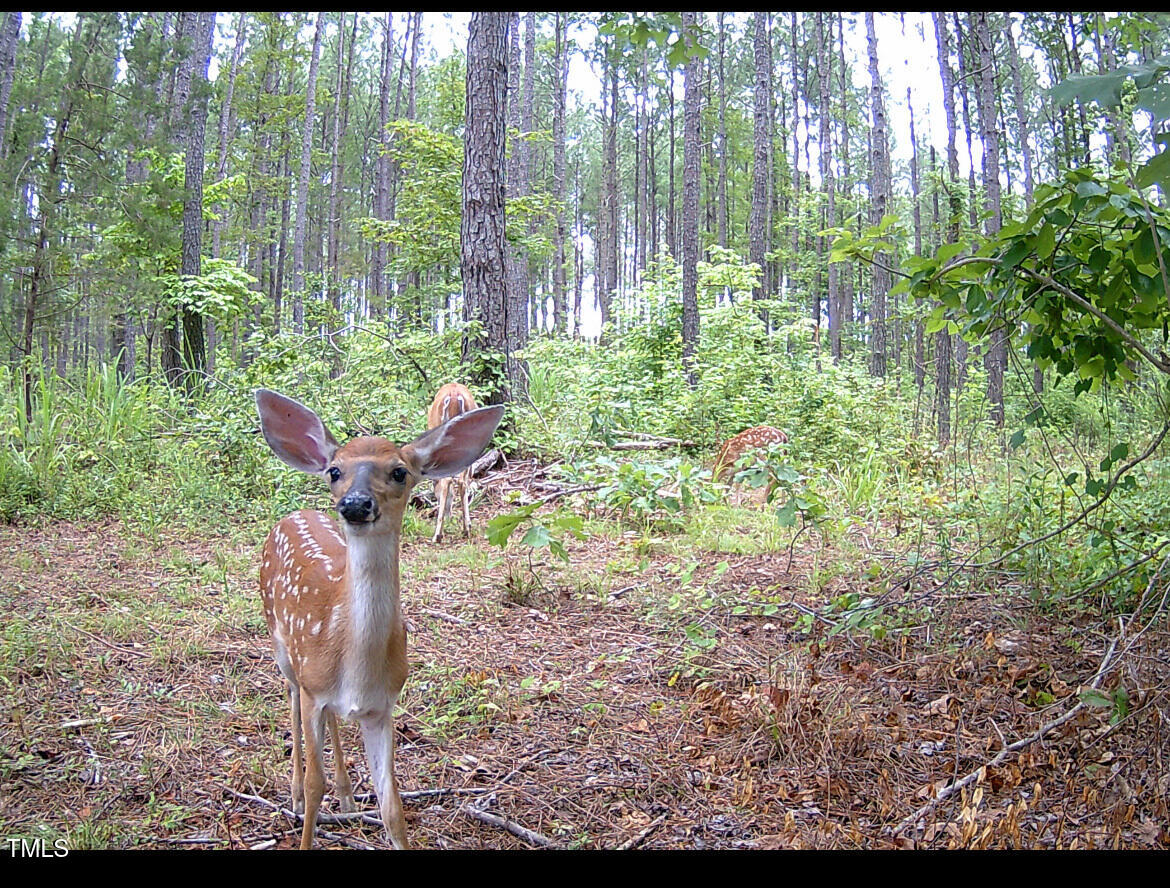 0 Richardson Road Warrenton, NC 27589 - Photo 17 of 21 a garden view with sitting space
