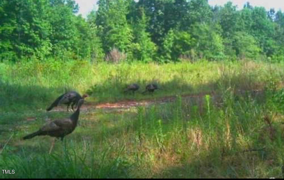 0 Richardson Road Warrenton, NC 27589 - Photo 21 of 21 a view of a lush green space