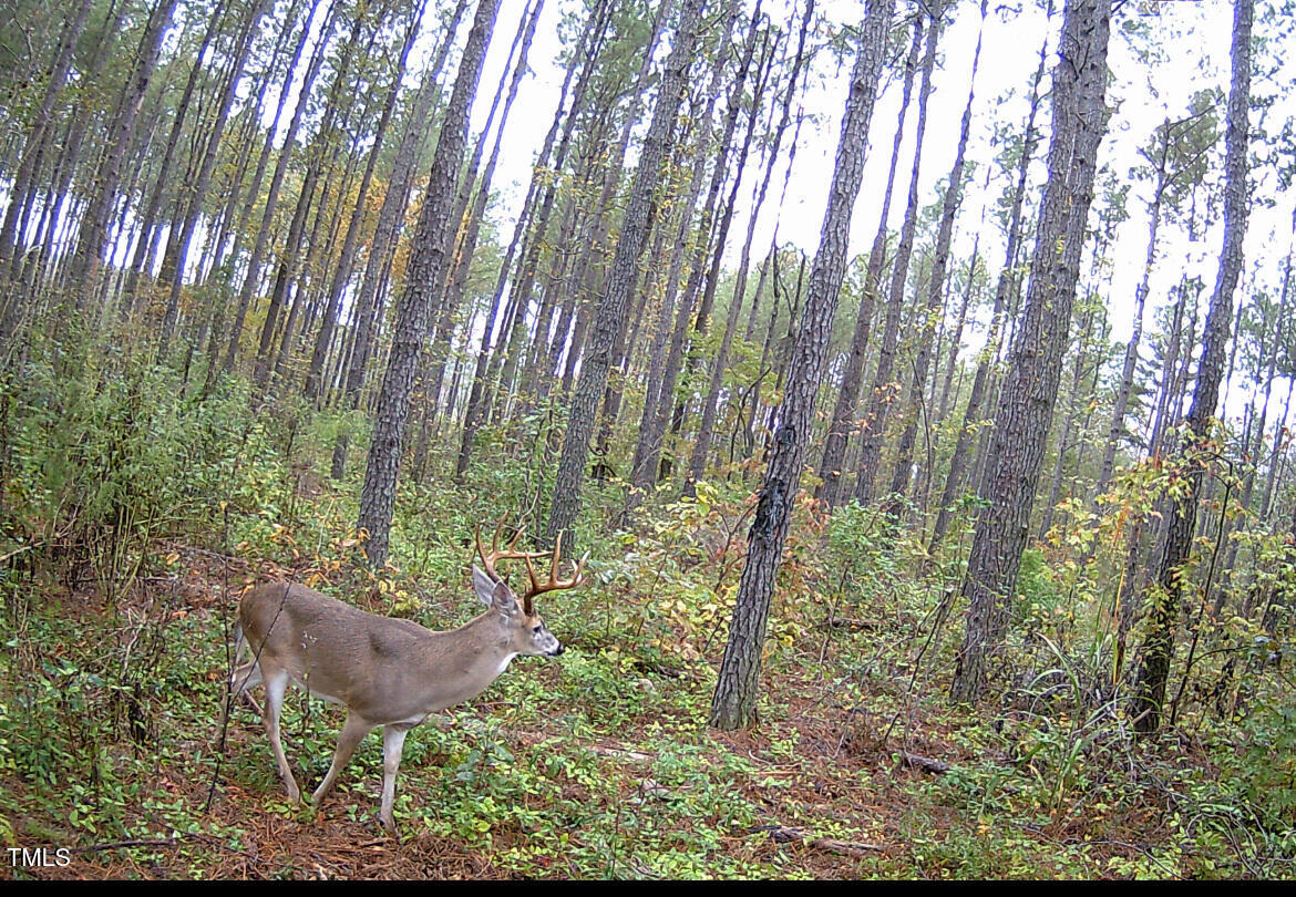 0 Richardson Road Warrenton, NC 27589 - Photo 4 of 21 a view of a backyard with plants and a garden