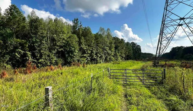 a view of a forest with a tree