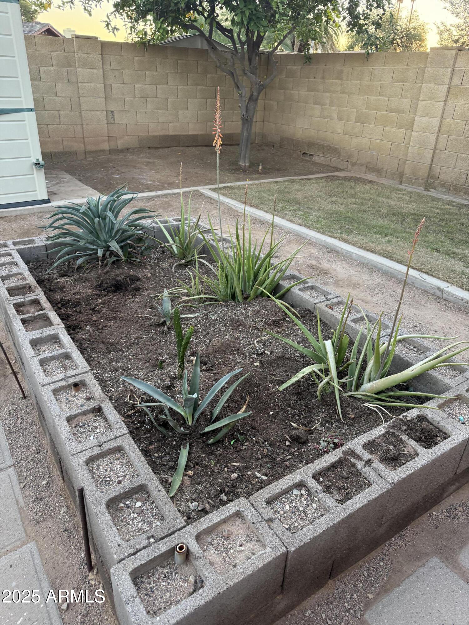 1105 West Juanita Avenue Mesa, AZ 85210 - Photo 25 of 25 a backyard of a house with potted plants