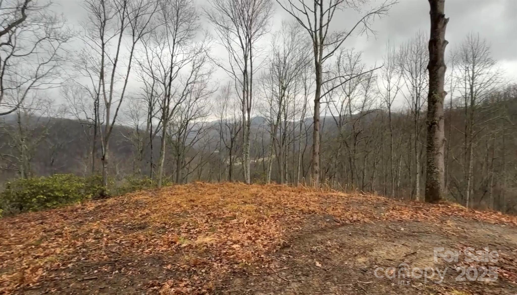 0 Wayward Cove Clyde, NC 28721 - Photo 18 of 18 a backyard of a house with large trees