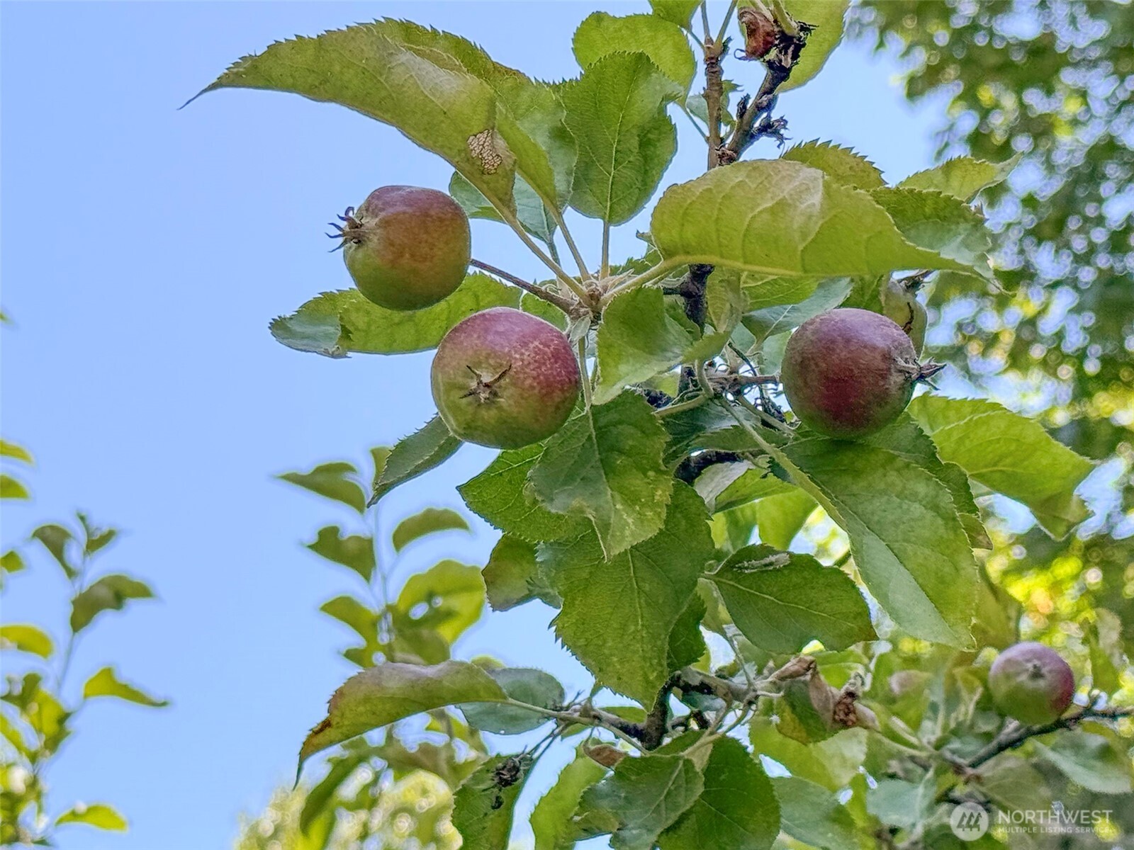 77 Rd Less Traveled Way Sequim, WA 98382 - Photo 39 of 40 a bathroom with a sink and flowers