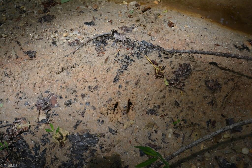 0 Johnson Road Mount Airy, NC 27030 - Photo 12 of 16 Fresh deer tracks by the creek!!