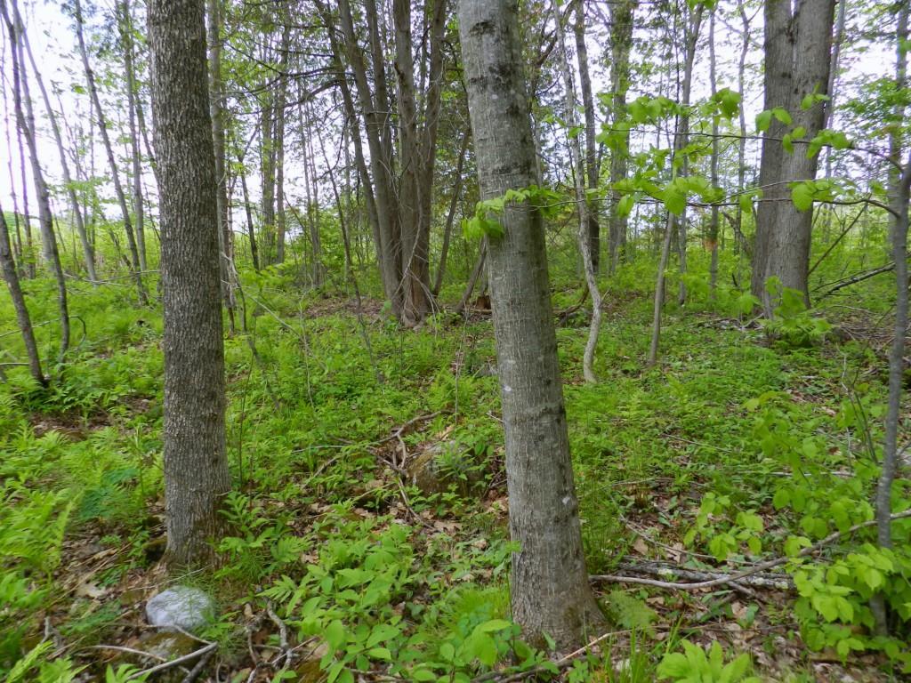 0 Mount Road Pittsfield, ME 04967 - Photo 22 of 25 Photo