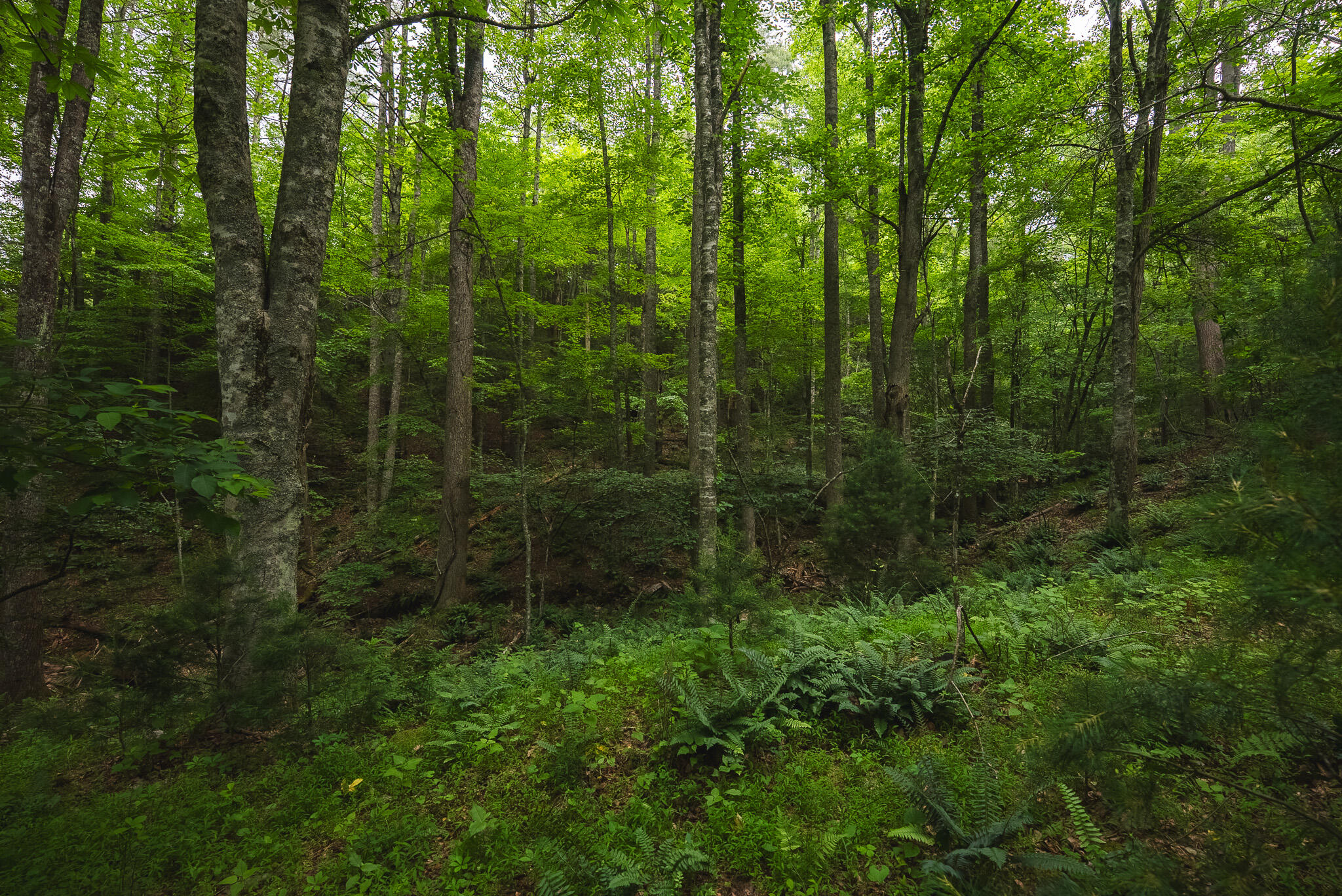 Tbd Macks Mountain Road Northwest Indian Valley, VA 24105 - Photo 15 of 45 DSC01596