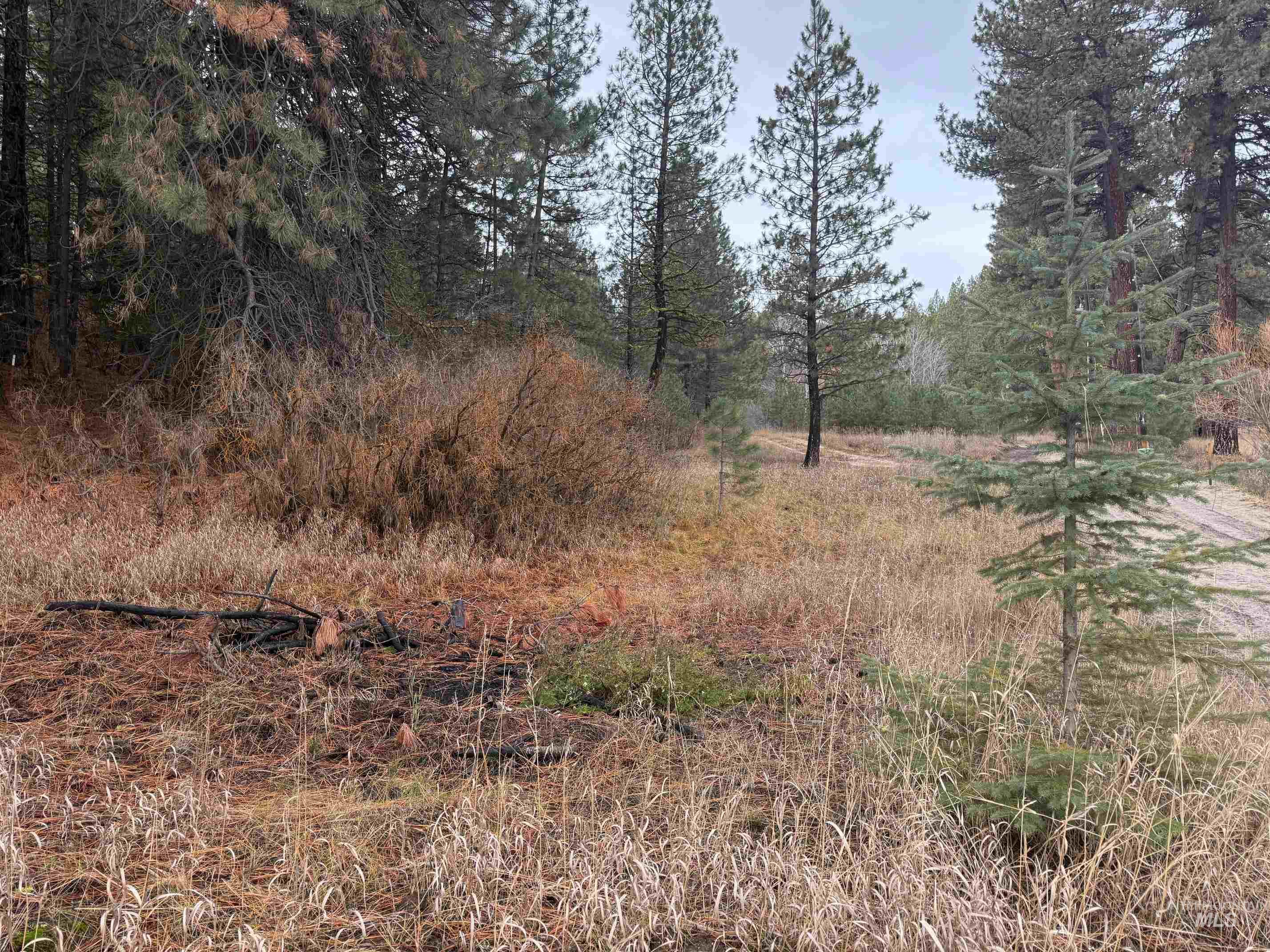 111 Cabarton Road Cascade, ID 83611 - Photo 11 of 15 View of undeveloped land