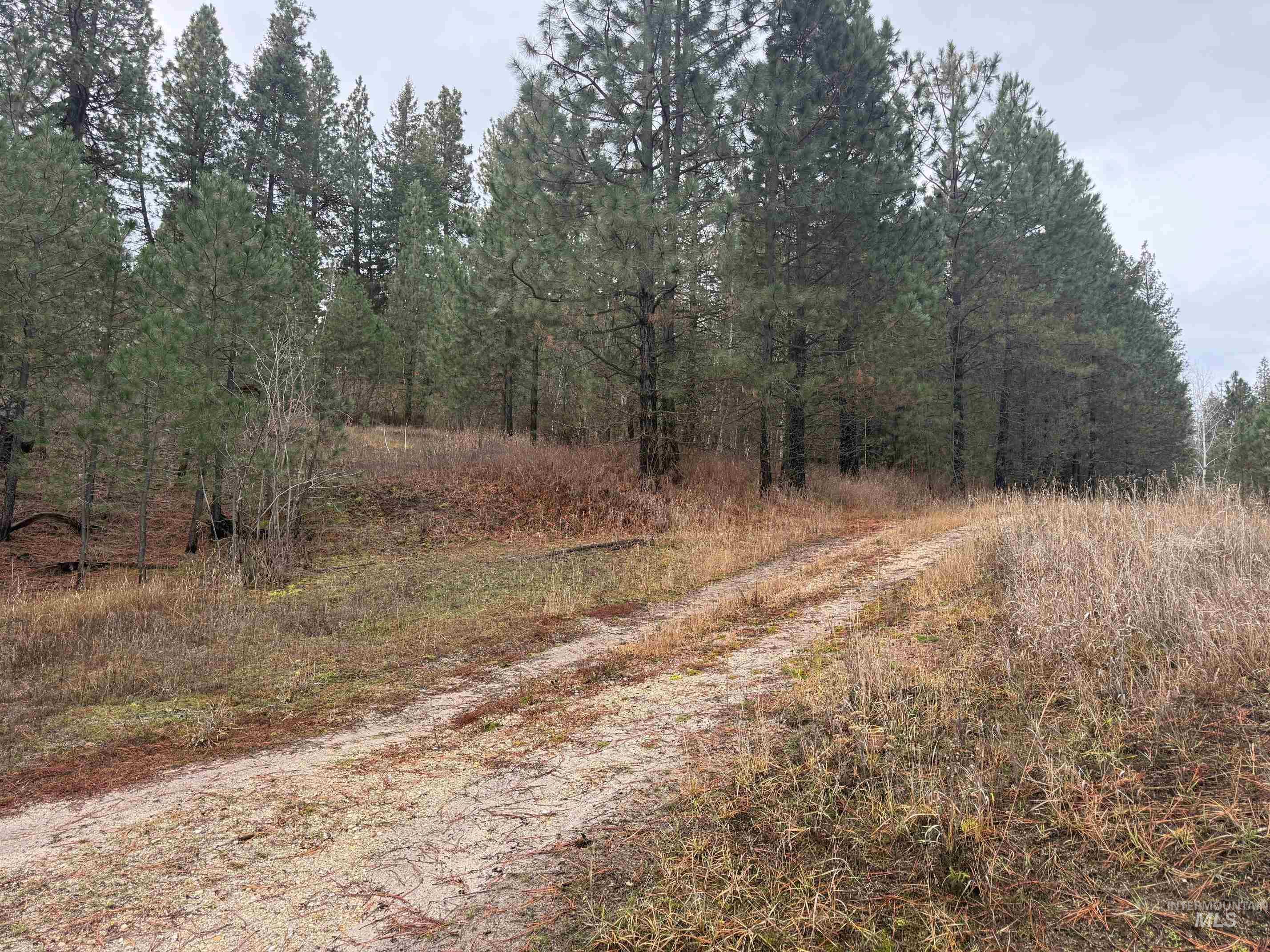 111 Cabarton Road Cascade, ID 83611 - Photo 4 of 15 View of dirt / gravel road featuring a view of trees