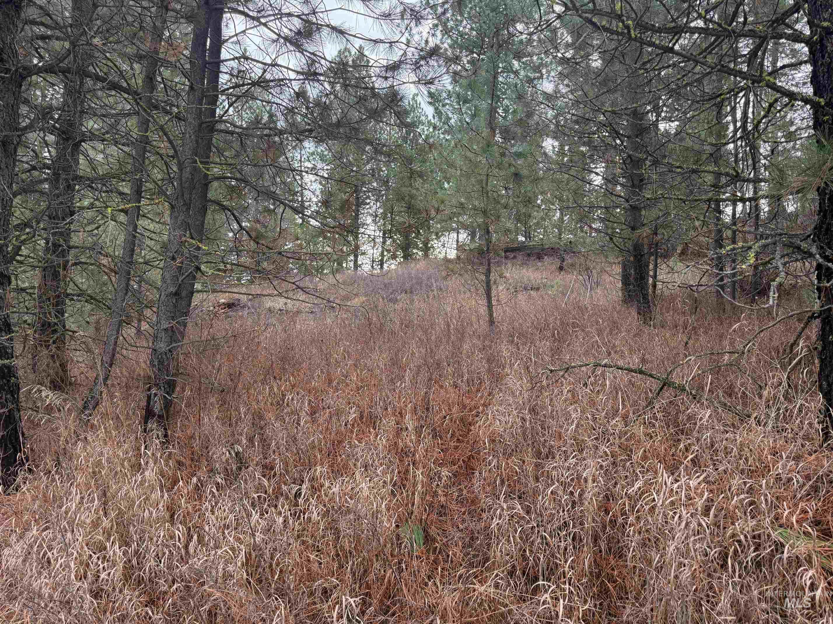 111 Cabarton Road Cascade, ID 83611 - Photo 6 of 15 View of undeveloped land