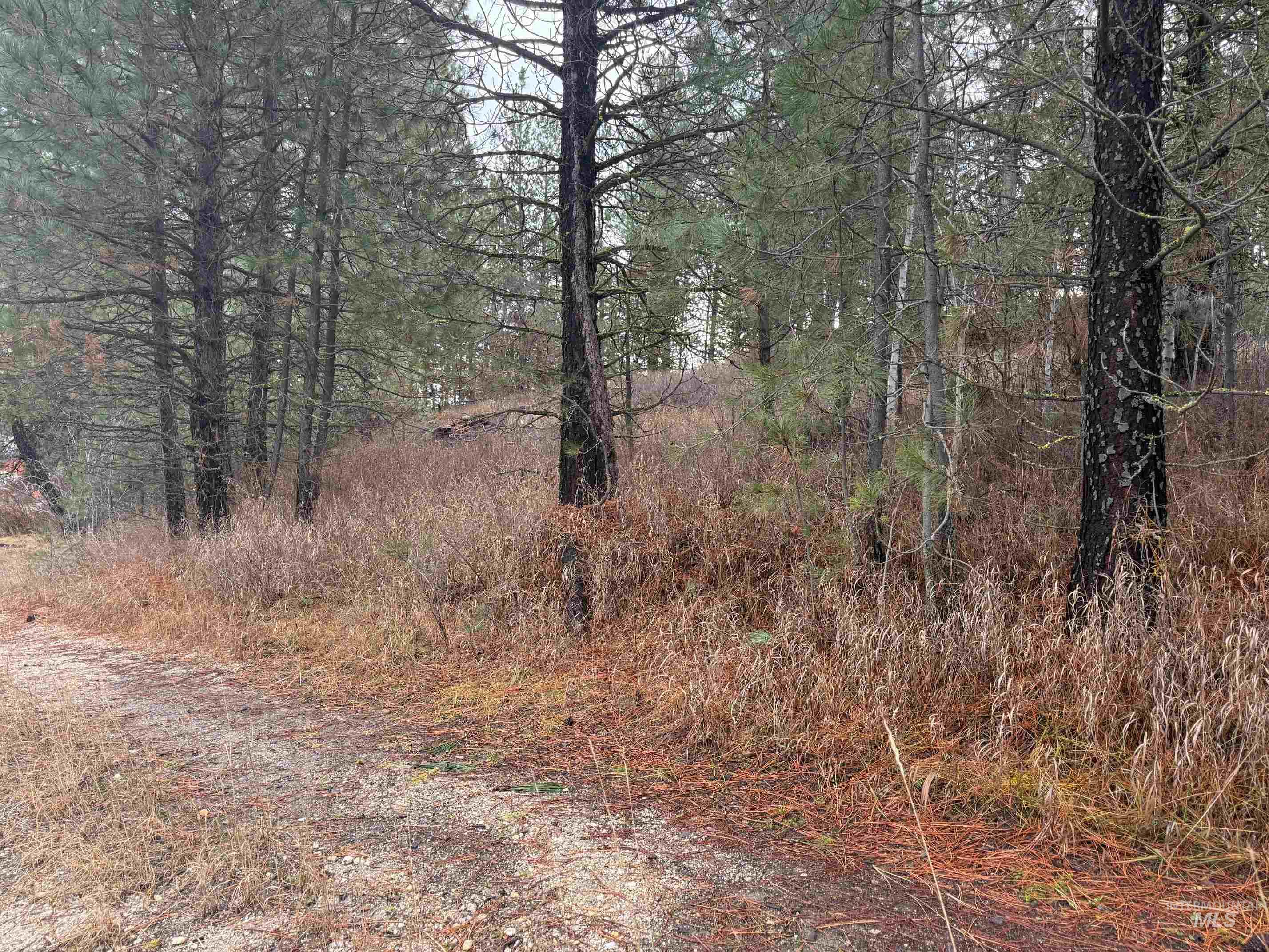 111 Cabarton Road Cascade, ID 83611 - Photo 7 of 15 View of tree filled area