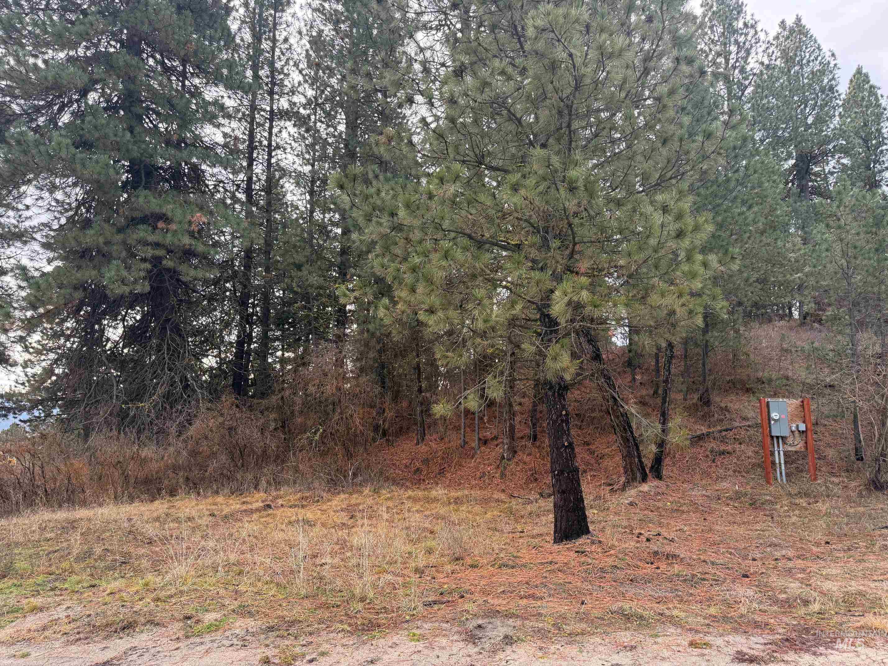 111 Cabarton Road Cascade, ID 83611 - Photo 8 of 15 View of woods