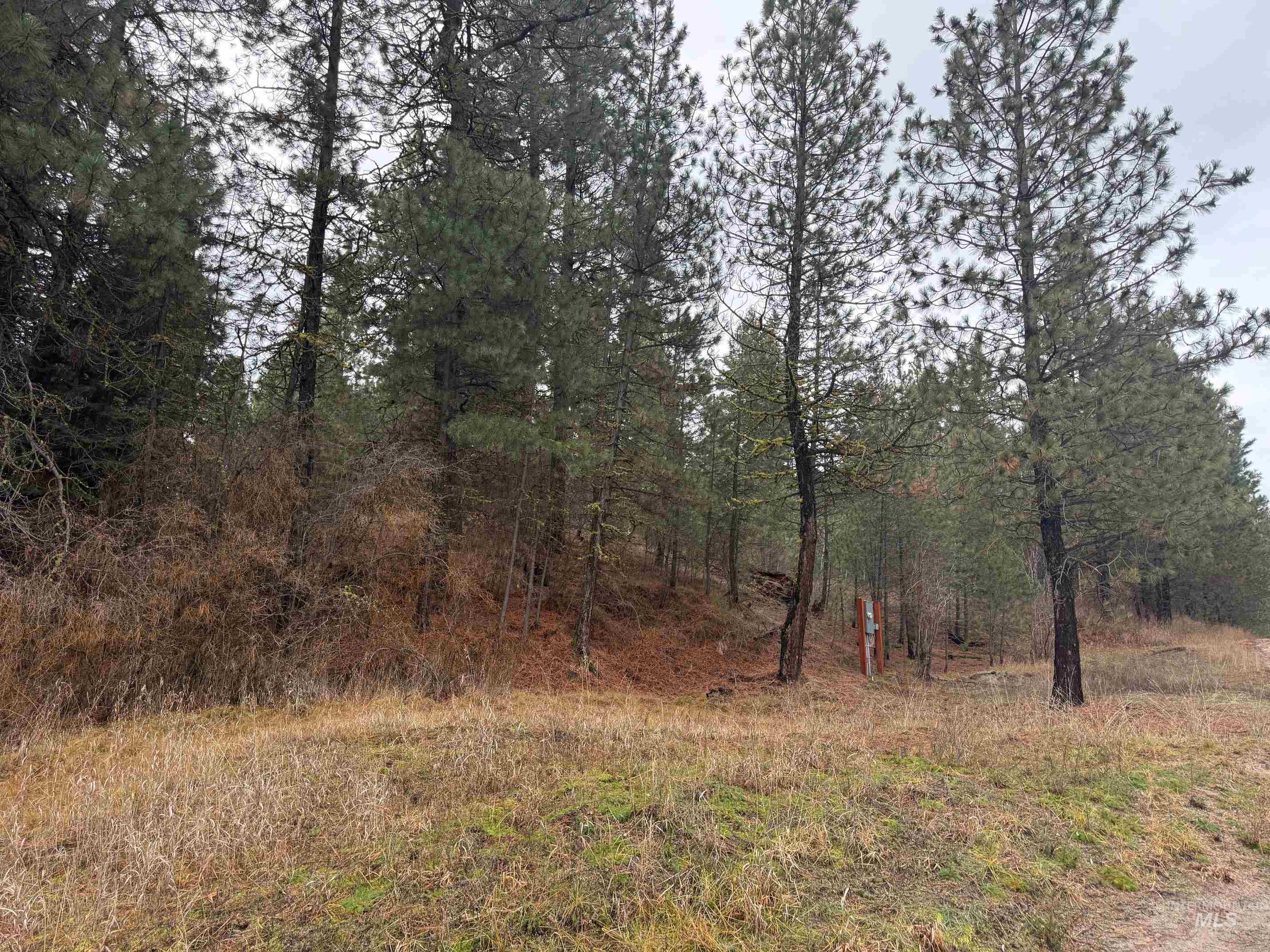 111 Cabarton Road Cascade, ID 83611 - Photo 9 of 15 View of tree filled area
