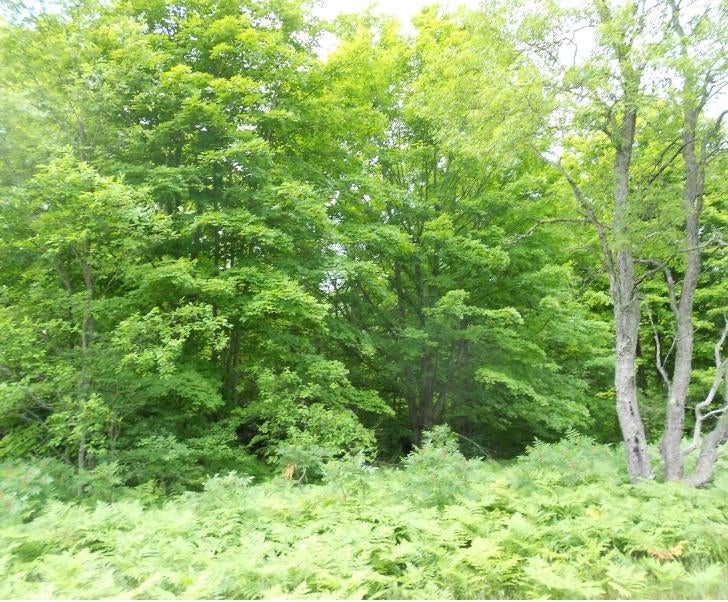 45 1/2 1/2 Road Manton, MI 49663 - Photo 2 of 5 Gallery Image 2