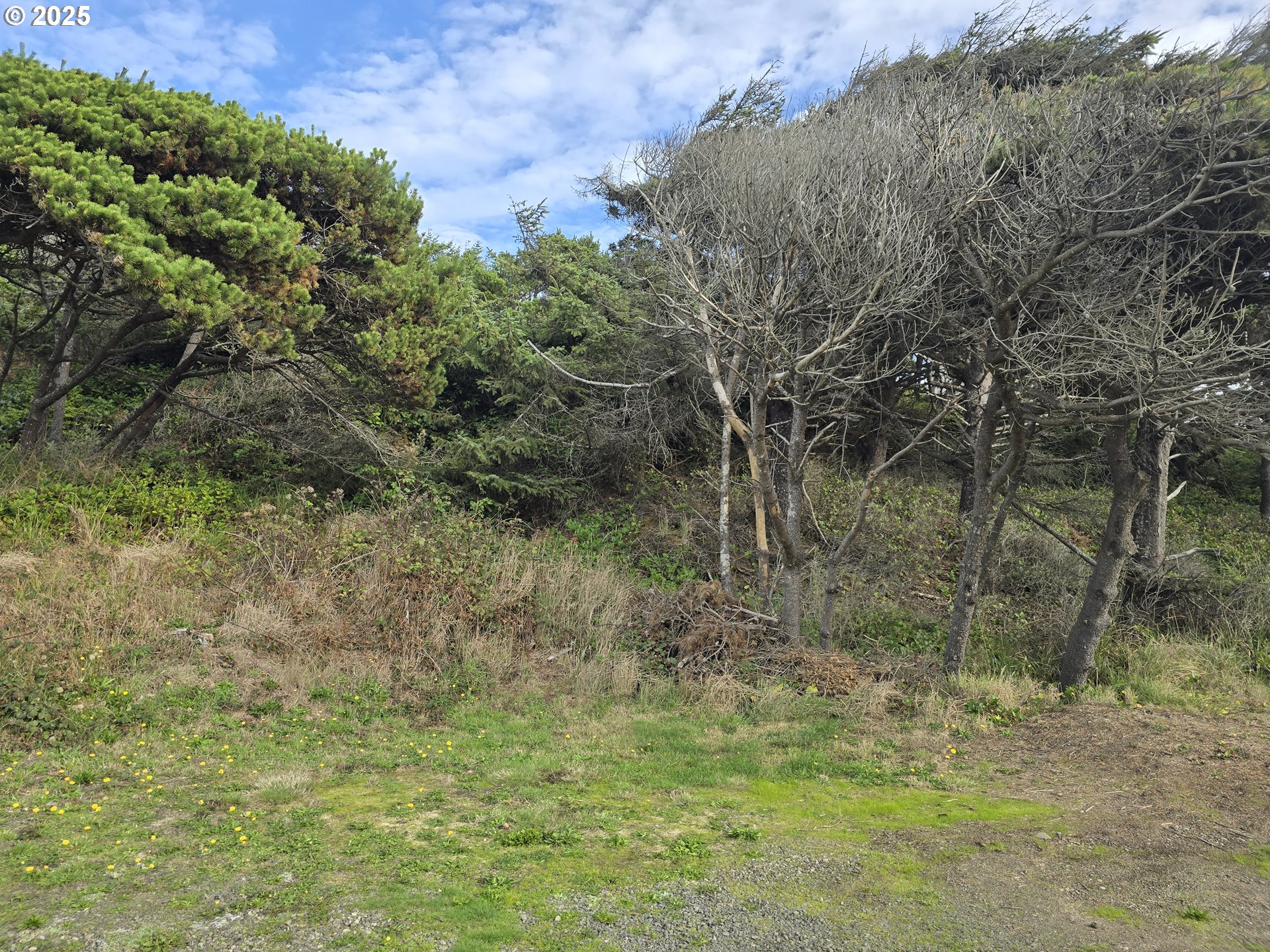 0 Lookout Street, Unit 1 Florence, OR 97439 - Photo 1 of 14 a view of a yard with trees