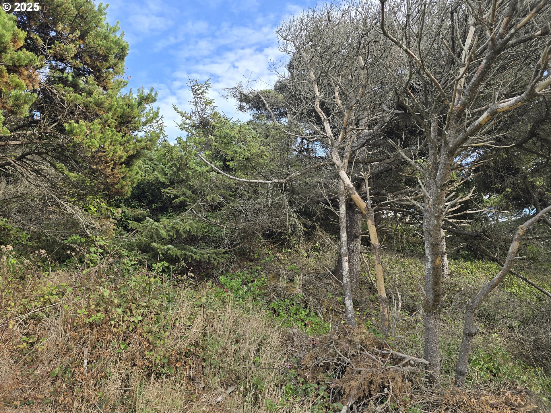 0 Lookout Street, Unit 1 Florence, OR 97439 - Photo 2 of 14 a view of a forest
