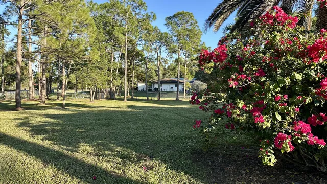 a view of a trees in a yard