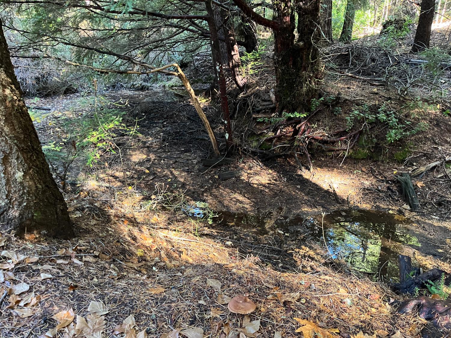 18035 Mobley Springs Road Nevada City, CA 95959 - Photo 11 of 50 a view of a tree in a yard with lots of bushes