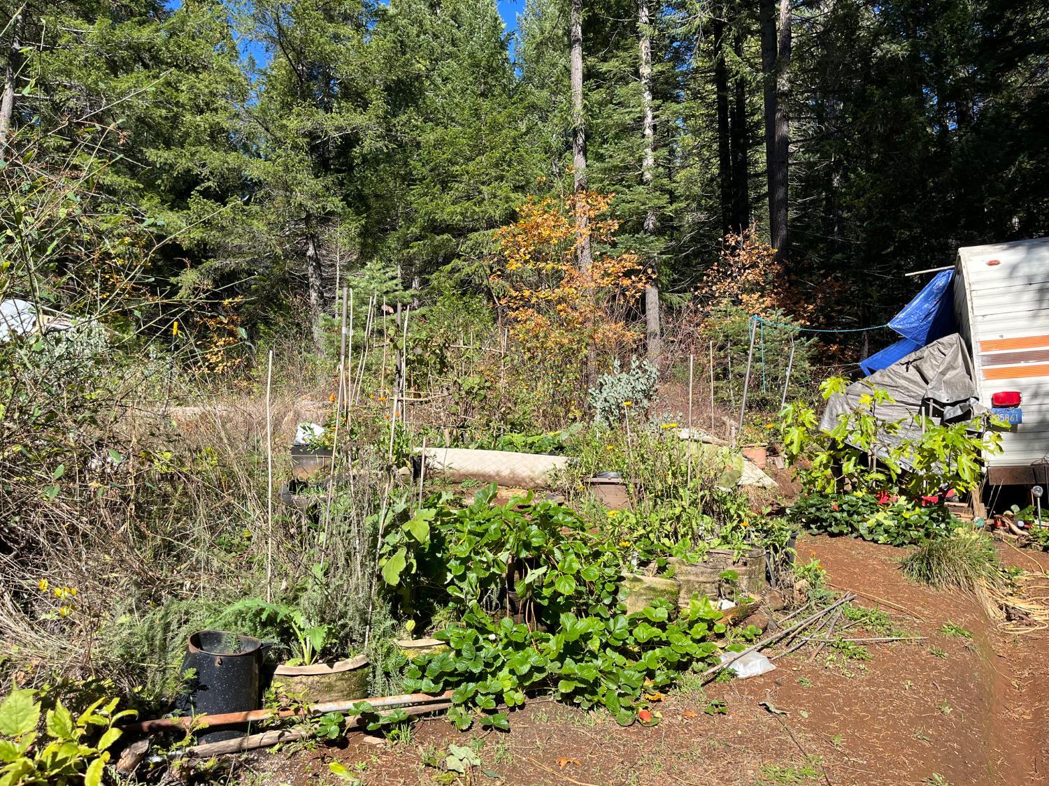 18035 Mobley Springs Road Nevada City, CA 95959 - Photo 15 of 50 a view of fountain and flowers