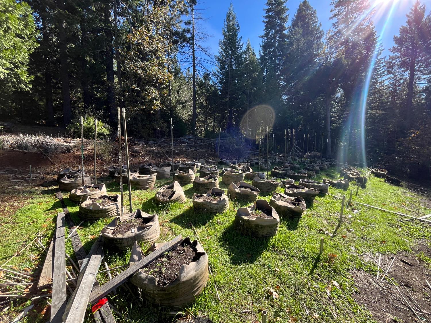 18035 Mobley Springs Road Nevada City, CA 95959 - Photo 25 of 50 a view of a park with large trees