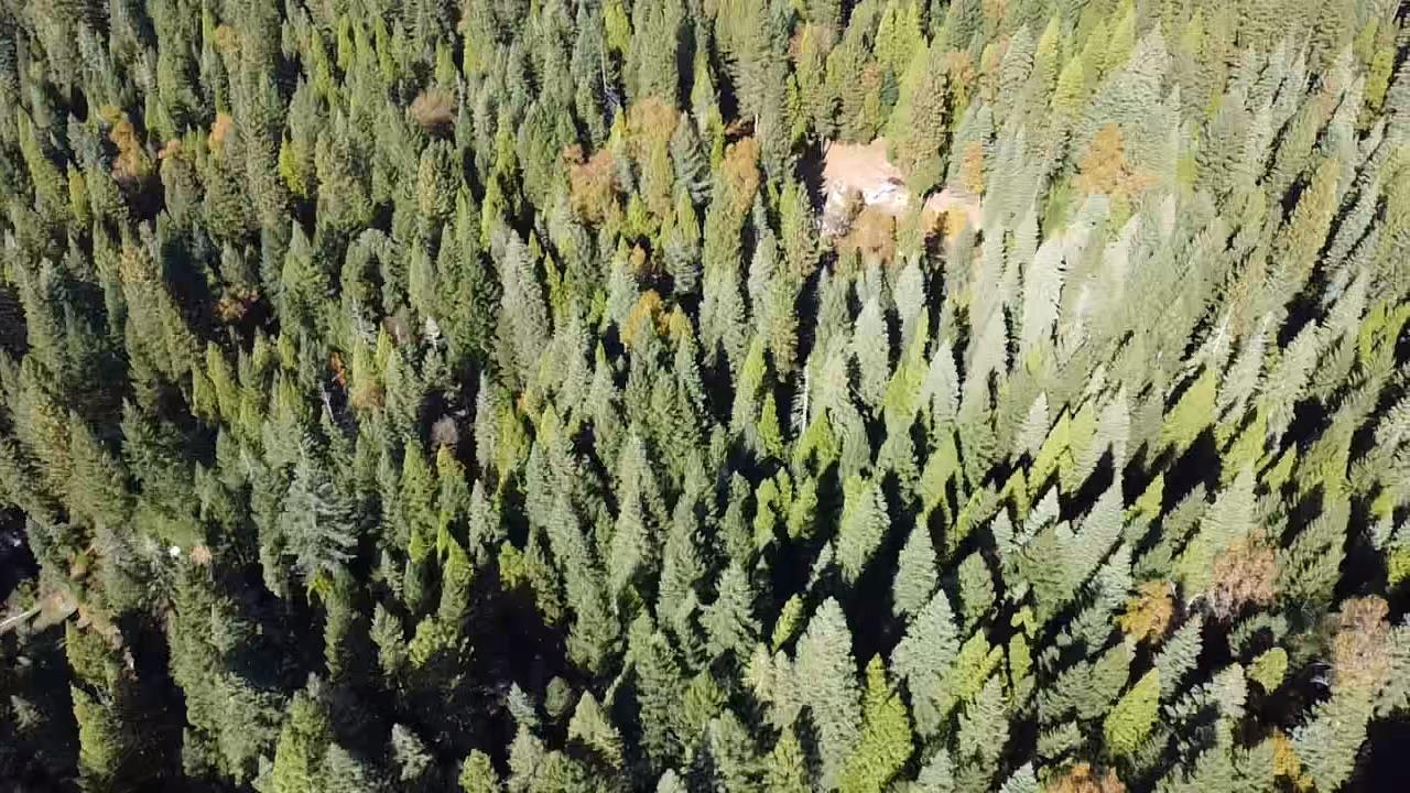 18035 Mobley Springs Road Nevada City, CA 95959 - Photo 37 of 50 a close up of a plant in a forest