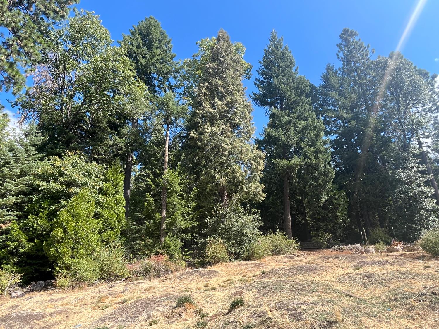 18035 Mobley Springs Road Nevada City, CA 95959 - Photo 46 of 50 a view of a yard covered with trees