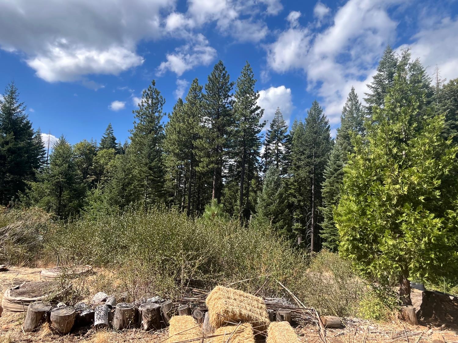 18035 Mobley Springs Road Nevada City, CA 95959 - Photo 47 of 50 a view of a city with lush green forest