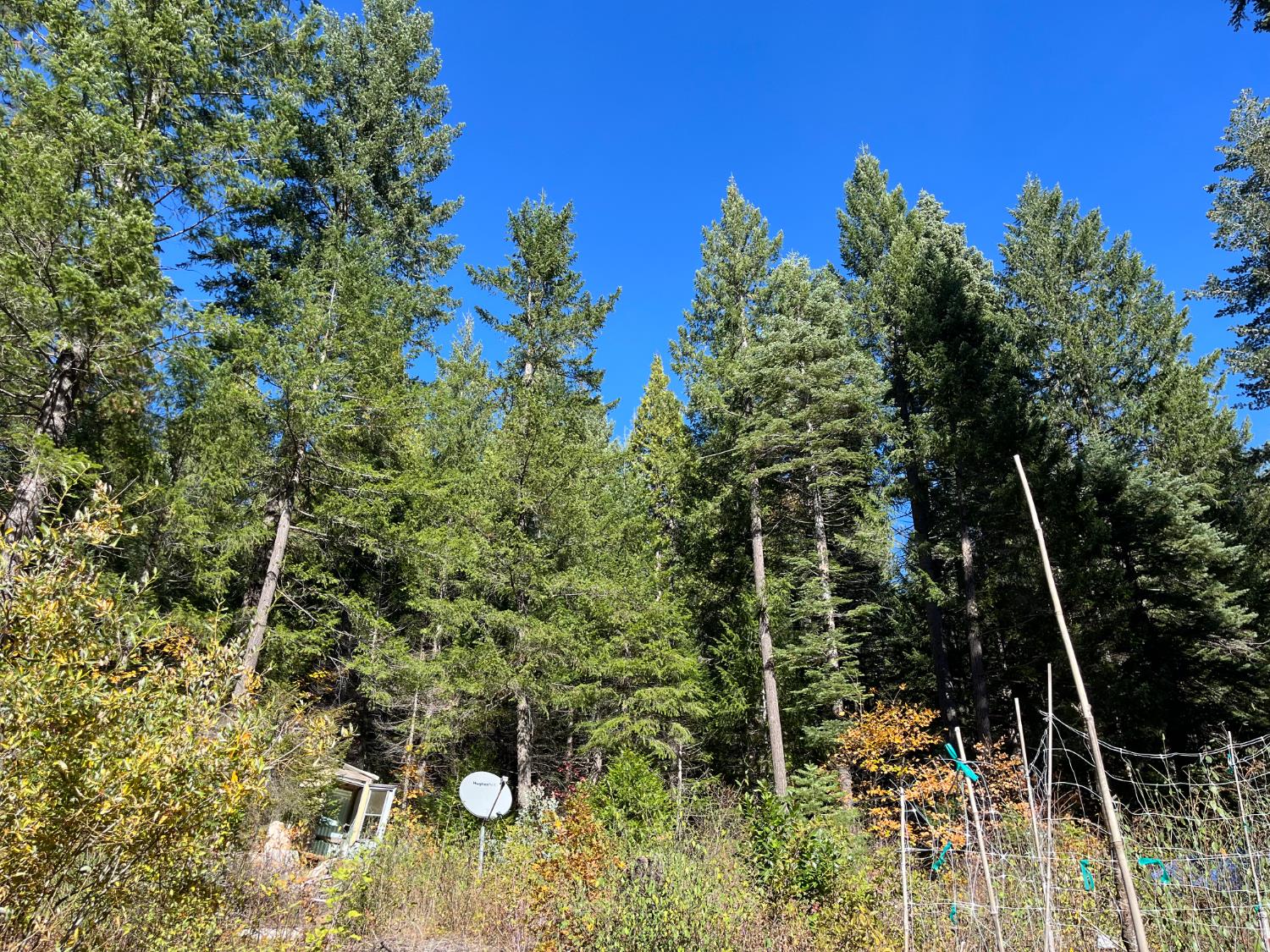 18035 Mobley Springs Road Nevada City, CA 95959 - Photo 7 of 50 a picture of a tree