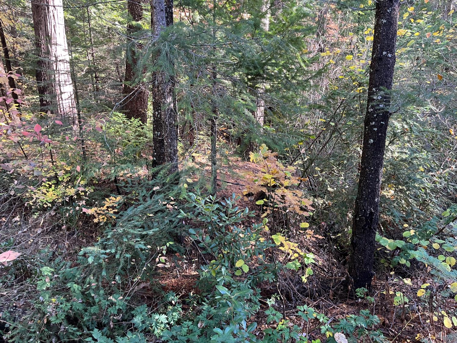 18035 Mobley Springs Road Nevada City, CA 95959 - Photo 9 of 50 a view of a forest that has a tree