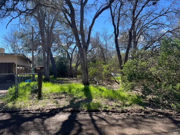 a view of a garden with plants