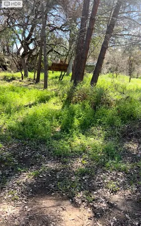 a view of yard with large trees