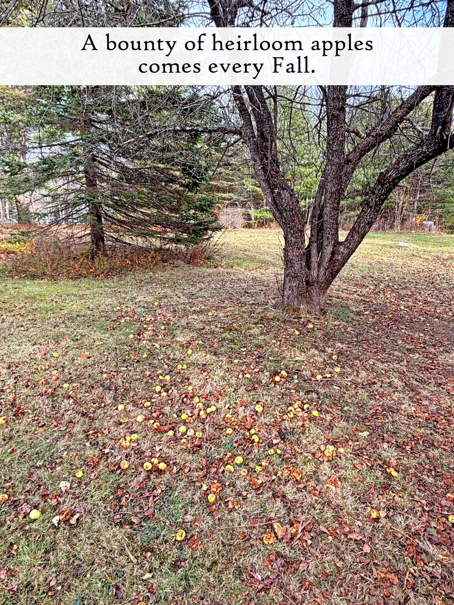 313 East Side Road Sorrento, ME 04677 - Photo 79 of 103 Grounds (1), label