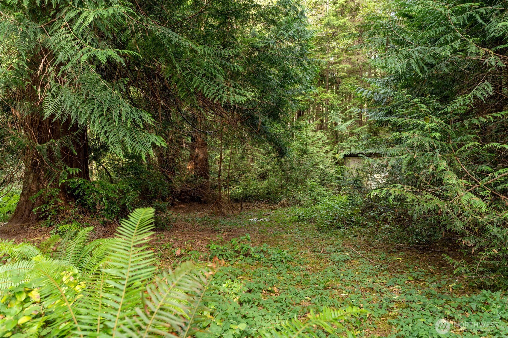 4105 Tartan Way Clinton, WA 98236 - Photo 7 of 18 a view of a yard with plants and large trees