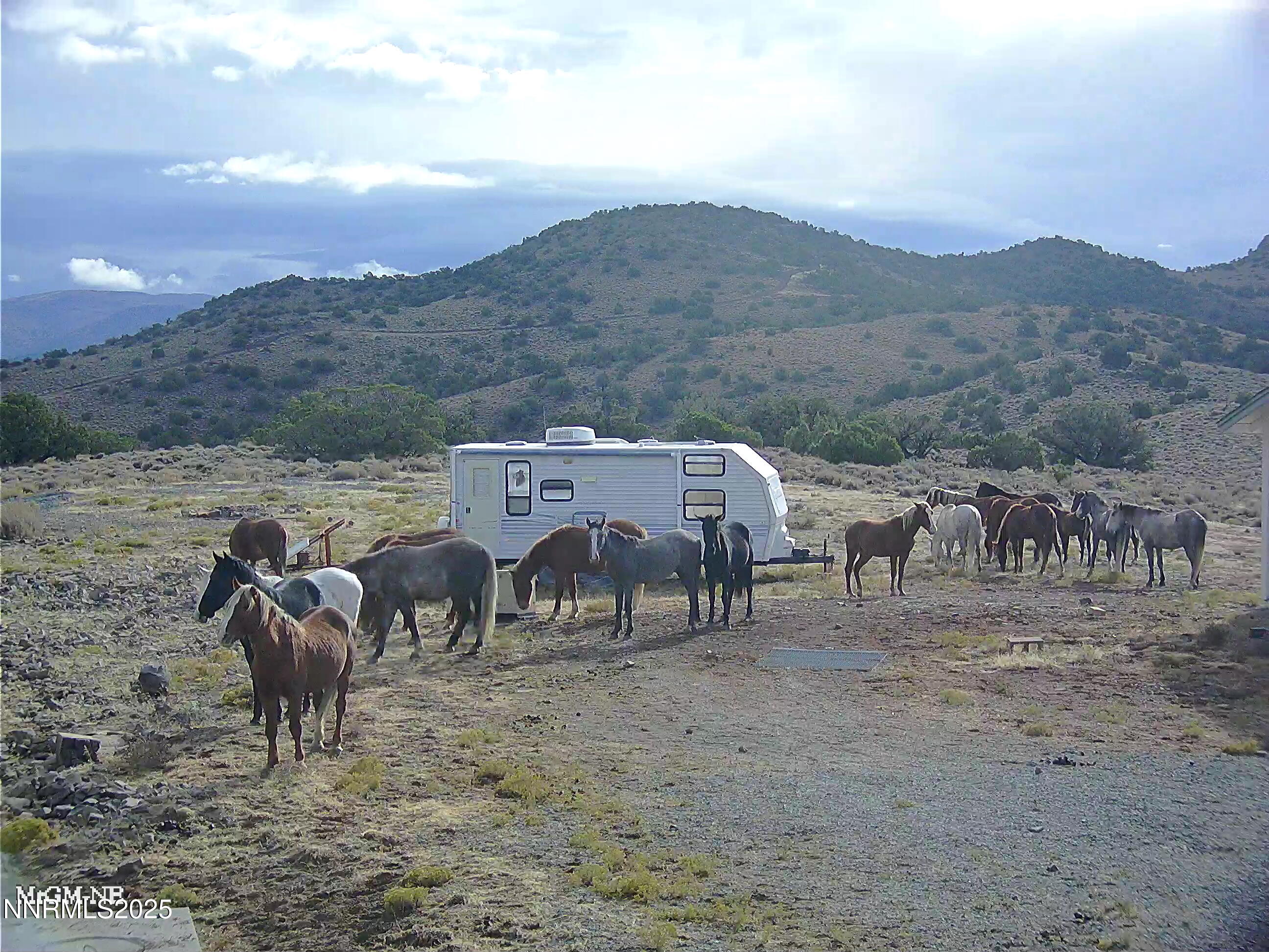 90 Curnow Canyon Road Reno, NV 89510 - Photo 63 of 63 Horses
