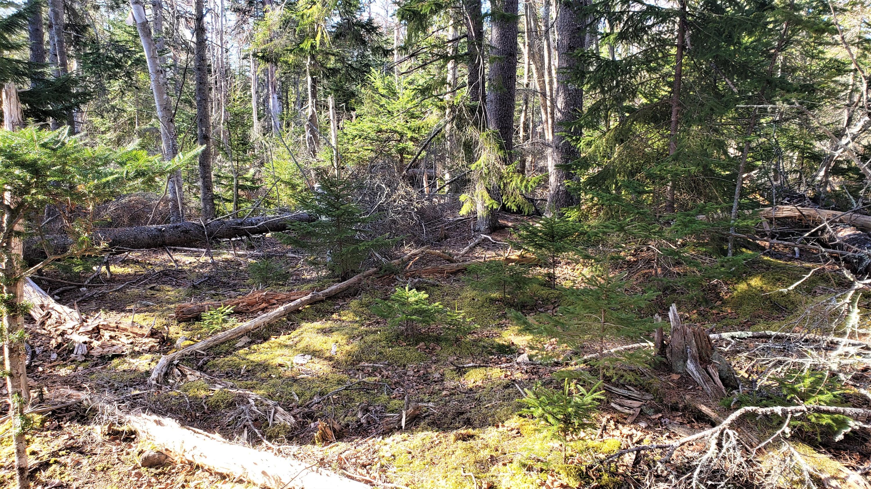 0 Honey Road Little Deer Isle, ME 04650 - Photo 7 of 7 Photo 7