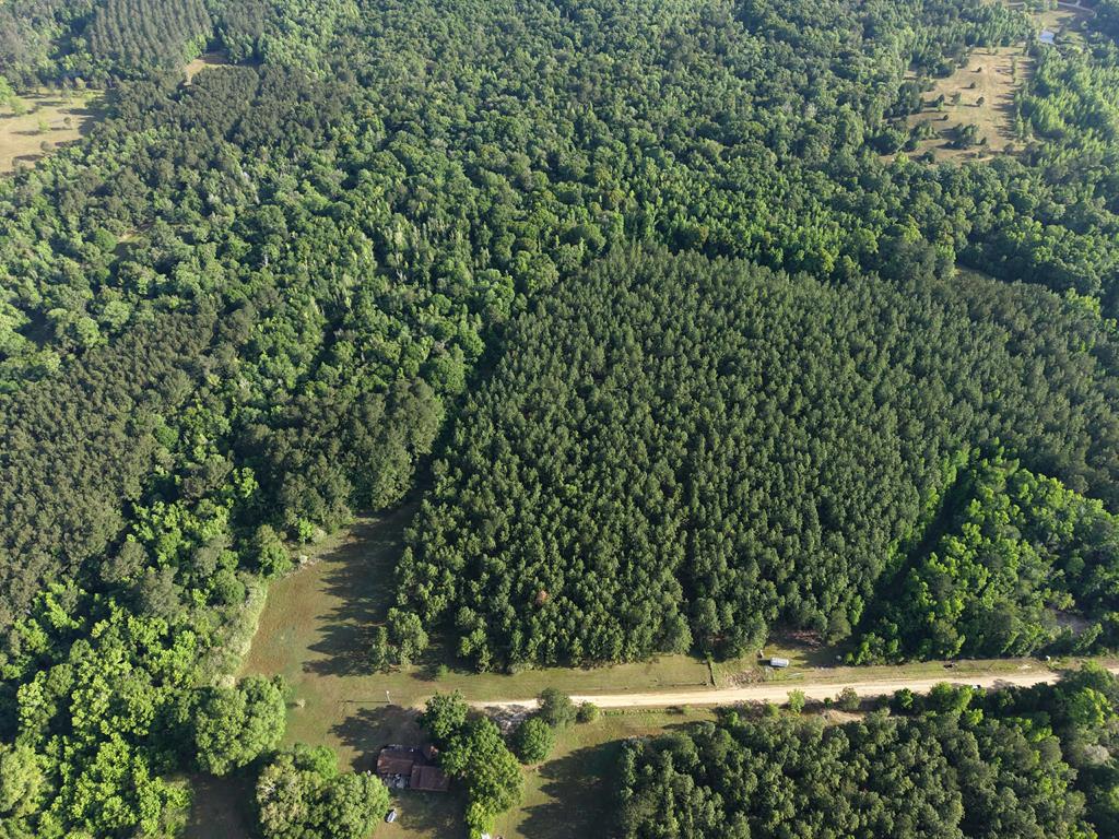 0 Case Road Slocomb, AL 36375 - Photo 14 of 18