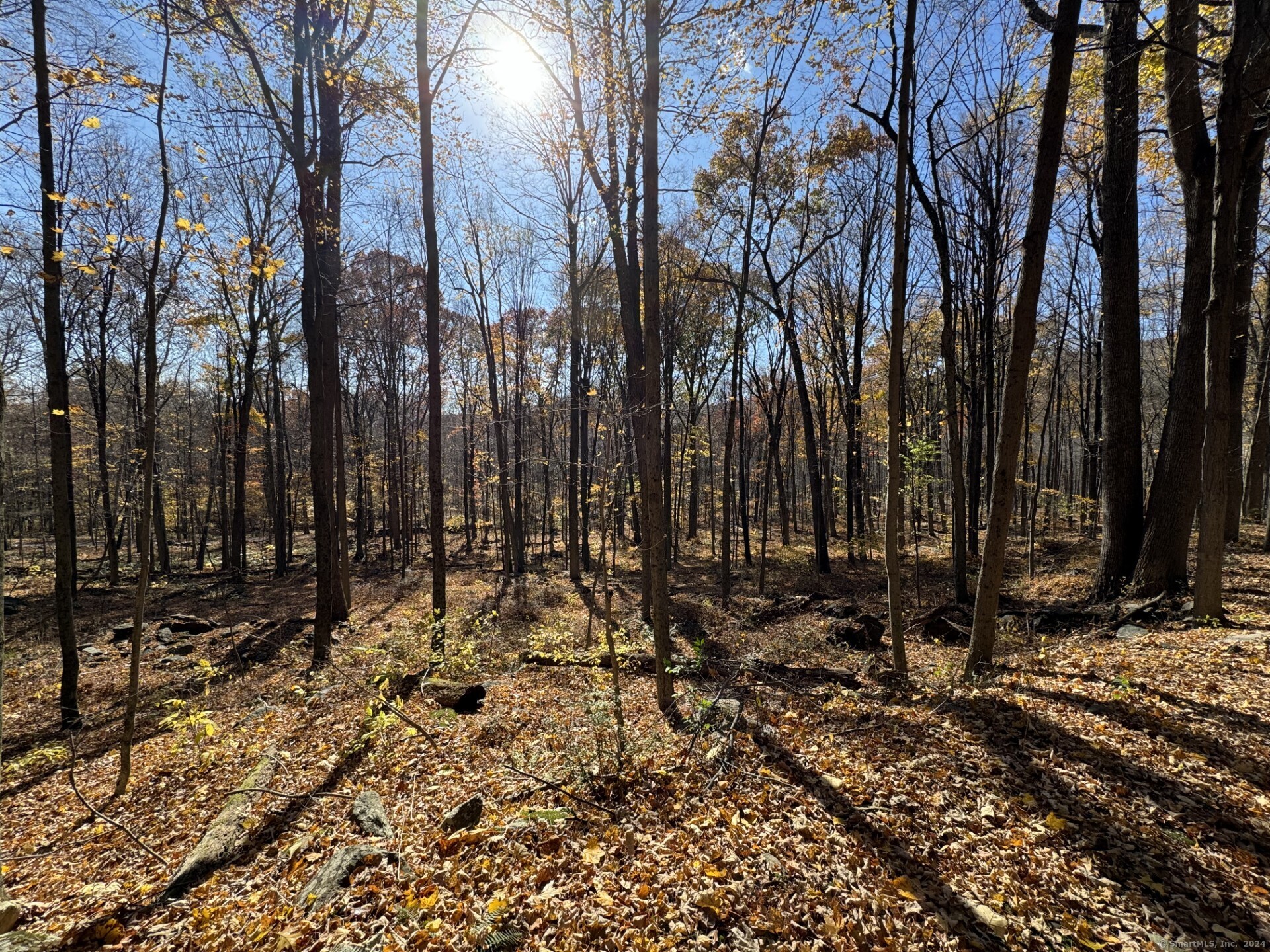 a view of outdoor space with lots of trees