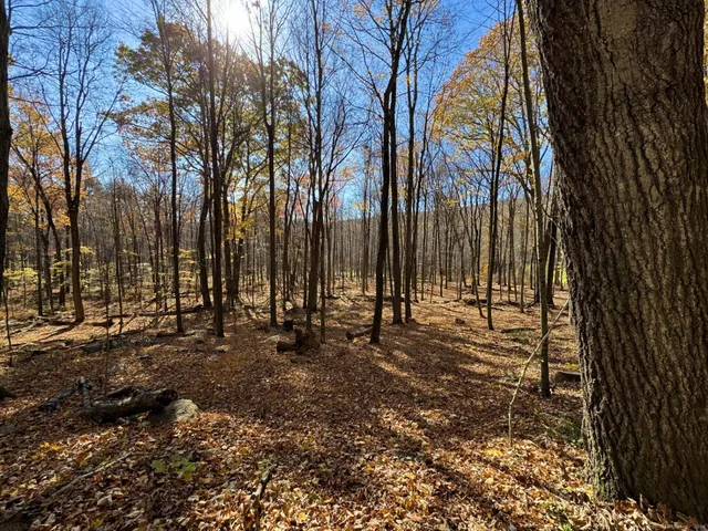 a row of trees with lots of buildings