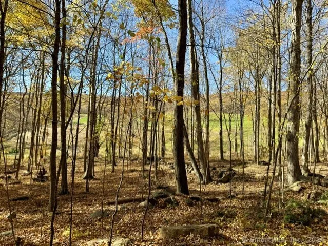a view of backyard and trees