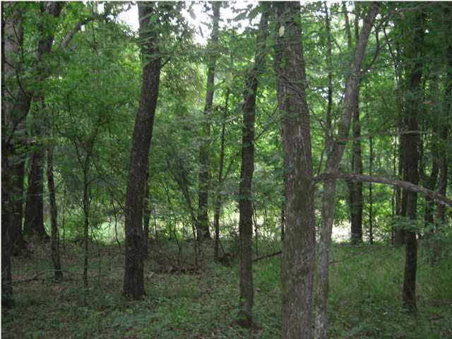 1 Walker Road Vaughan, MS 39179 - Photo 3 of 7 Hardwoods