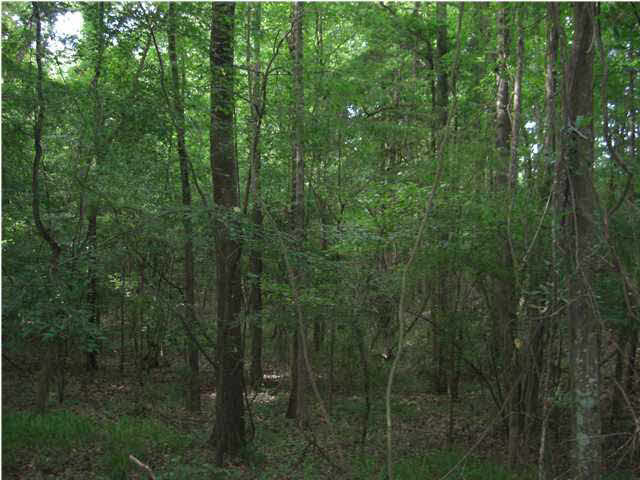 1 Walker Road Vaughan, MS 39179 - Photo 4 of 7 Hardwoods