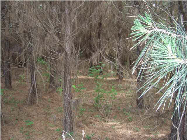 1 Walker Road Vaughan, MS 39179 - Photo 5 of 7 Pine Plantion