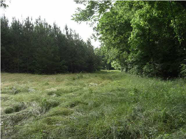 1 Walker Road Vaughan, MS 39179 - Photo 6 of 7 North Food Plot