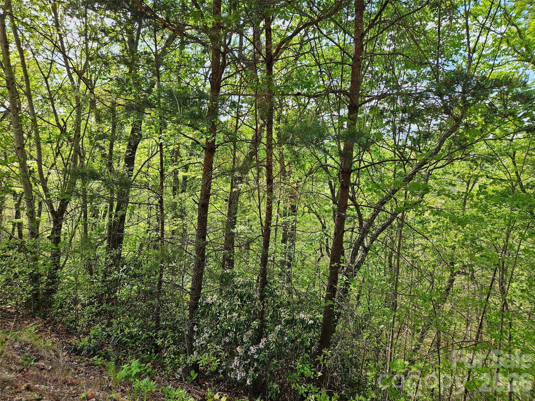 0 High Pines Loop, Unit 101 Lake Lure, NC 28746 - Photo 6 of 8