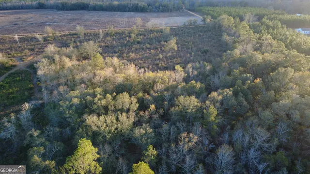 a view of a forest with a tree
