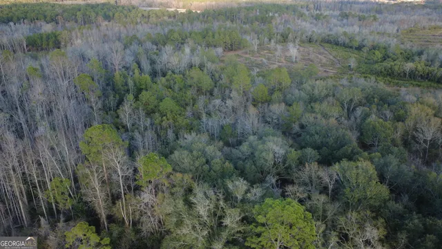 a view of a lush green forest