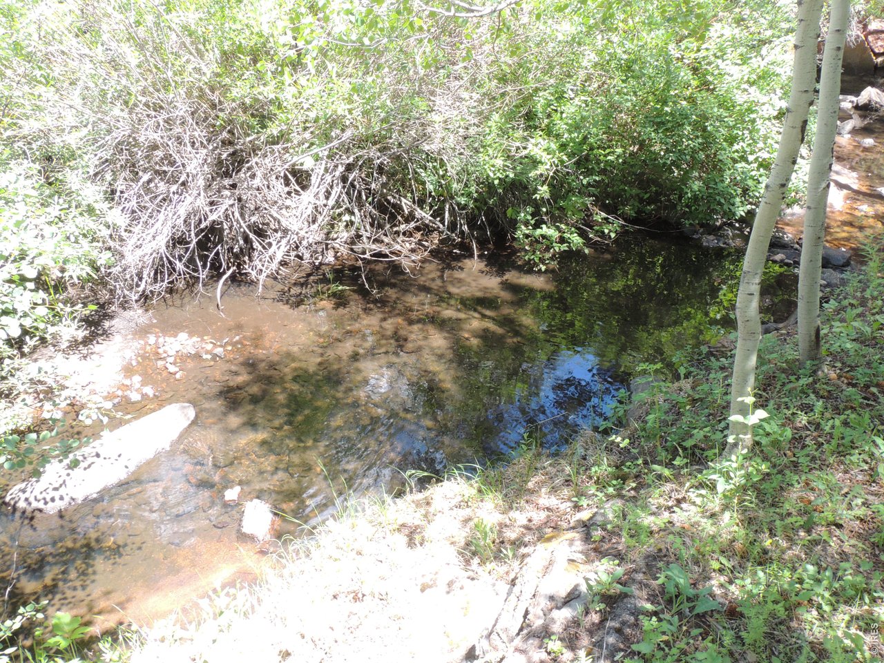2300 Red Ashby Road Livermore, CO 80536 - Photo 29 of 32 Brook trout survive low water level