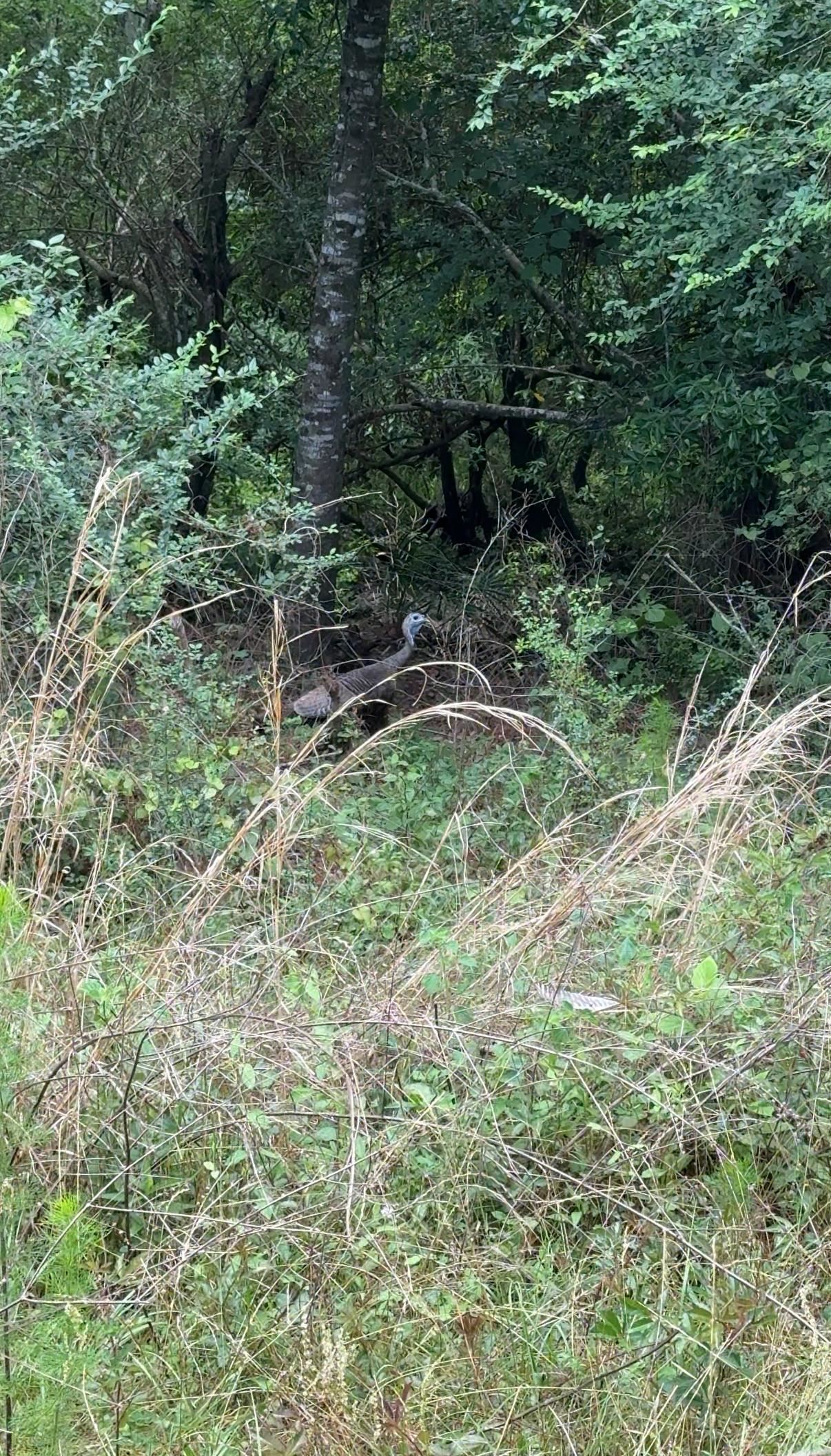 87 County Road 87 Elberta, AL 36530 - Photo 8 of 66